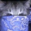 ryan_catt